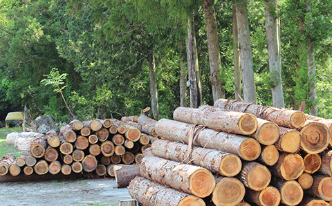 フィトンチッド